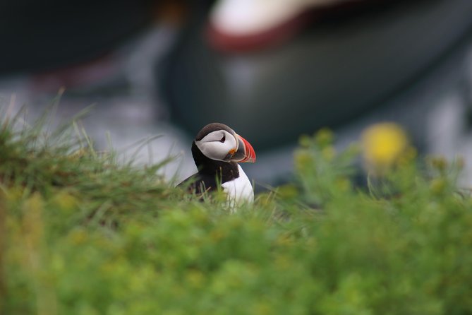 Classic Puffin Watching Cruise from Downtown Reykjavík - What the one-hour schedule feels like