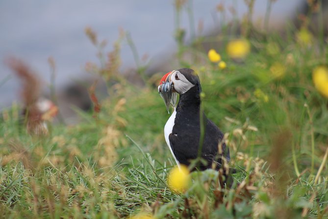 Classic Puffin Watching Cruise from Downtown Reykjavík - The best time of summer for puffins