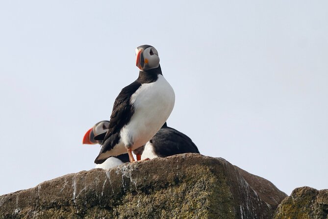 Classic Puffin Watching Cruise from Downtown Reykjavík - Who will enjoy this cruise most?