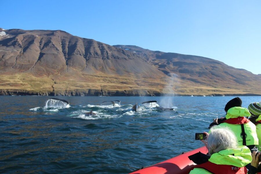 Dalvík: Whale Watching Speedboat Tour - Key points at a glance