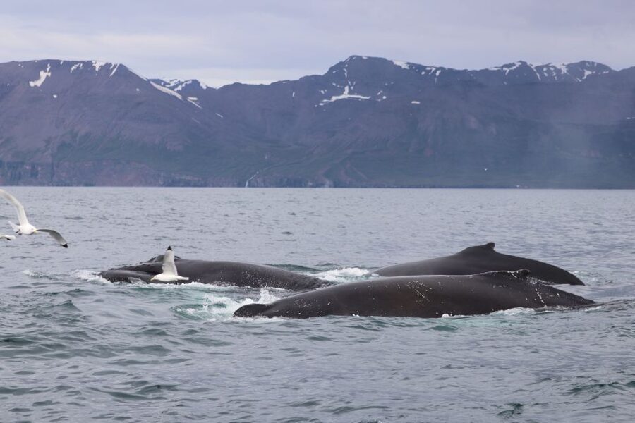 Dalvík: Whale Watching Speedboat Tour - Cold-weather planning for a comfortable ride