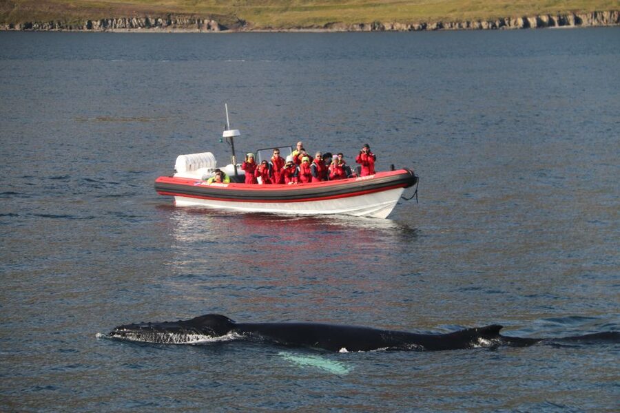 Dalvík: Whale Watching Speedboat Tour - Cruising toward the first wildlife sightings