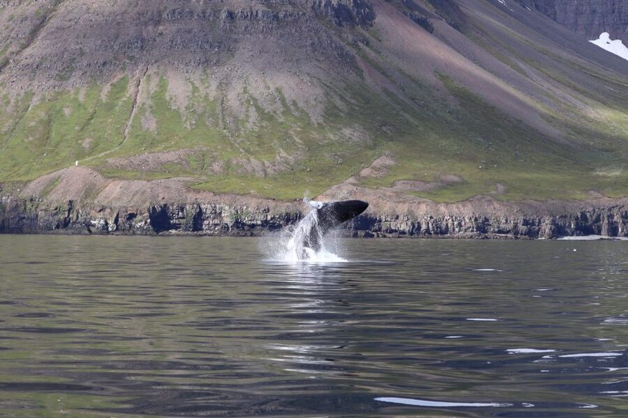 Dalvík: Whale Watching Speedboat Tour - Forty-five minutes focused on dolphins and whales