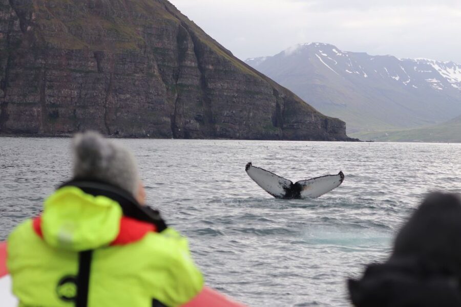 Dalvík: Whale Watching Speedboat Tour - The return cruise is part of the tour