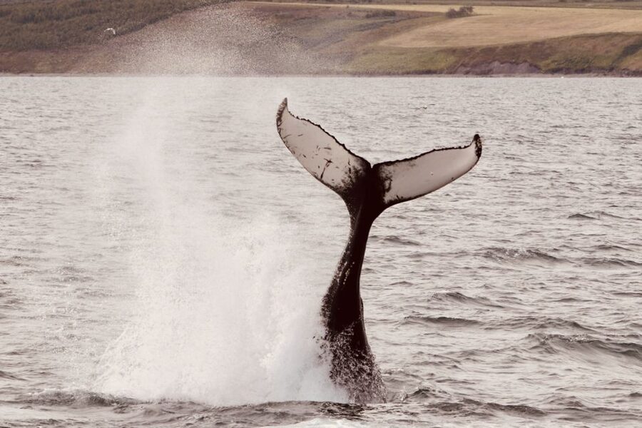 Dalvík: Whale Watching Speedboat Tour - The wildlife you might see