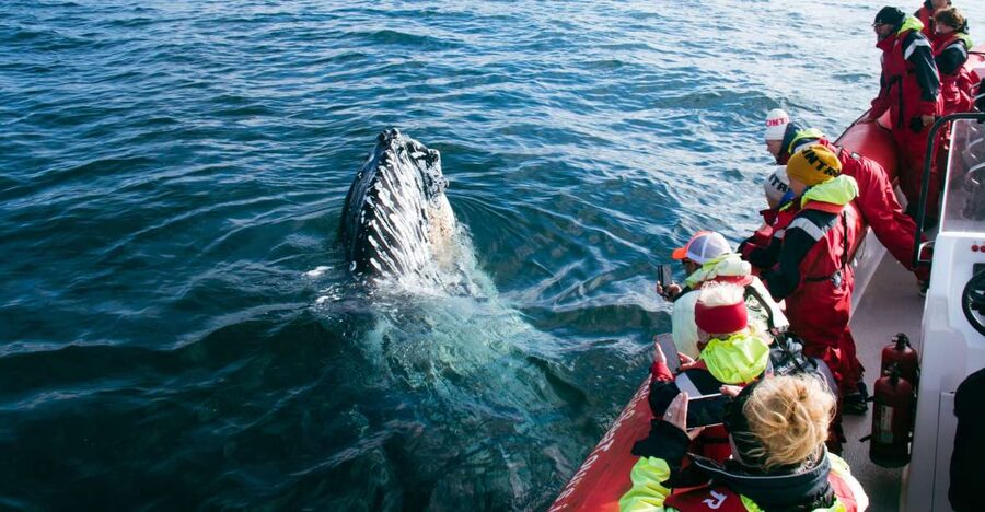Dalvík: Whale Watching Speedboat Tour - Why the RIB boat changes the experience