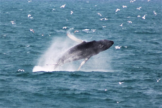 Deluxe Whale Watching and Whales of Iceland Exhibition Combo from Reykjavik - The Ride To Faxaflói Bay