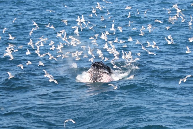 Deluxe Whale Watching and Whales of Iceland Exhibition Combo from Reykjavik - Rough Water, Seasickness, And Comfort