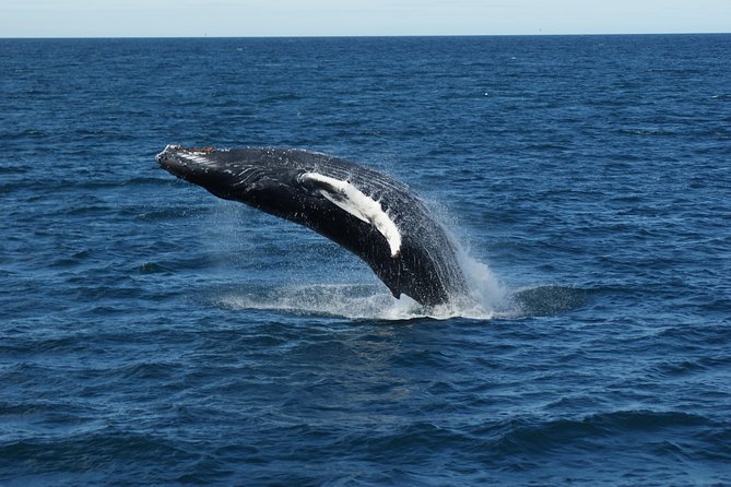Deluxe Whale Watching and Whales of Iceland Exhibition Combo from Reykjavik - The Whales Of Iceland Exhibition Afterward