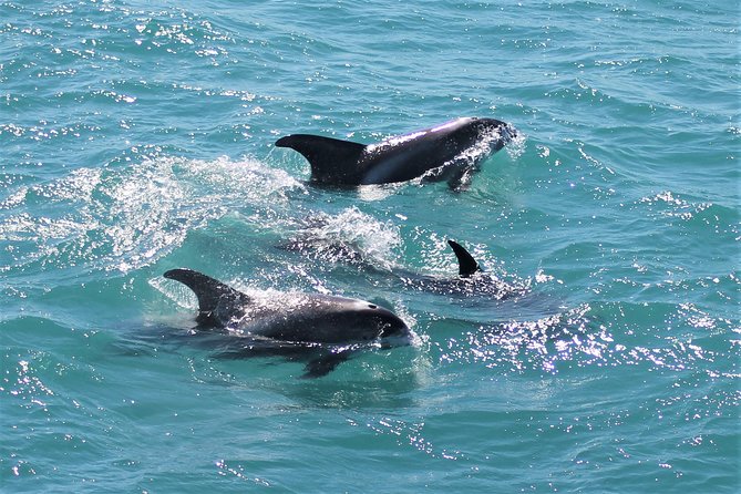 Deluxe Whale Watching and Whales of Iceland Exhibition Combo from Reykjavik - Timing, Weather, And Practical Planning