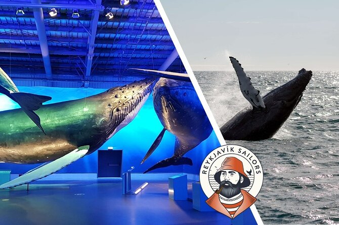 Deluxe Whale Watching and Whales of Iceland Exhibition Combo from Reykjavik - Who Will Like This Cruise Most?