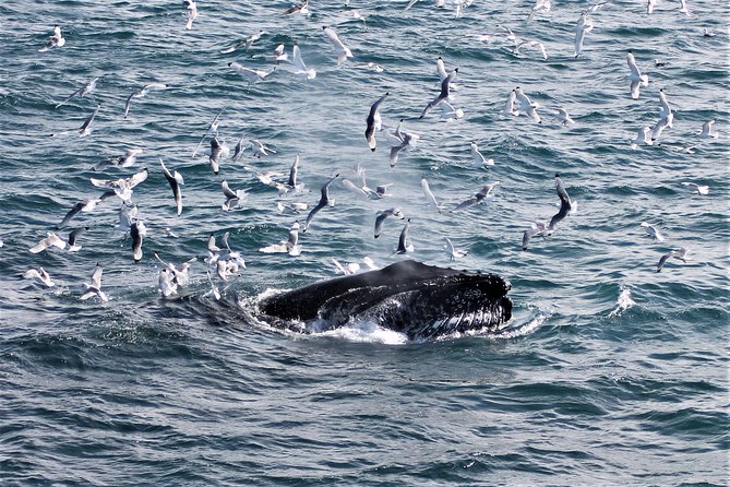 Deluxe Whale Watching and Whales of Iceland Exhibition Combo from Reykjavik - My Booking Advice