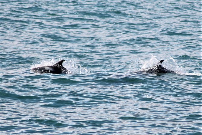 Deluxe Whale Watching and Whales of Iceland Exhibition Combo from Reykjavik - What You Might See In The Bay