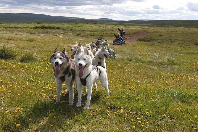 Dog Sledding and Mushing Experience by Siberian Husky in Iceland - Key points about the husky cart ride