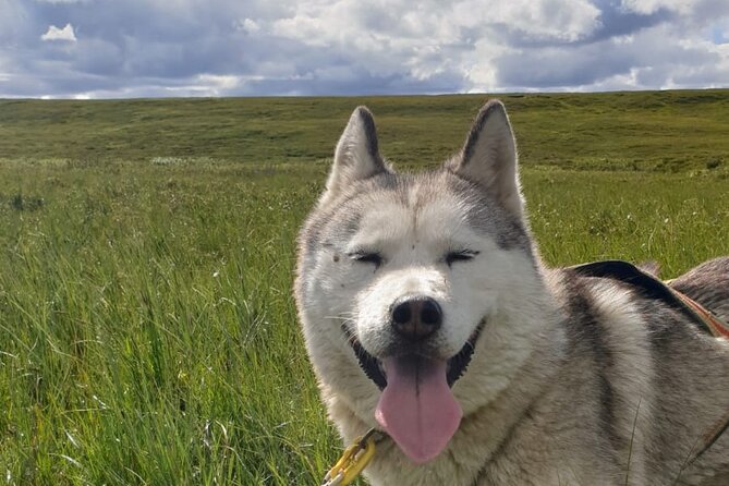Dog Sledding and Mushing Experience by Siberian Husky in Iceland - Why summer dog sledding works in Iceland