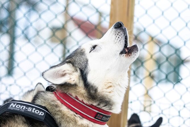 Dog Sledding Tour near Akureyri - Key things to know before booking