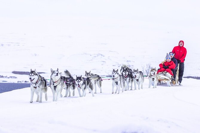 Dog Sledding Tour near Akureyri - Meeting the huskies near Akureyri