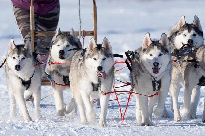 Dog Sledding Tour near Akureyri - Cuddle time and hot chocolate after the ride