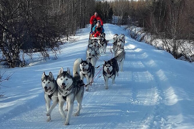 Dog Sledding Tour near Akureyri - Who will enjoy this Akureyri dog sledding tour
