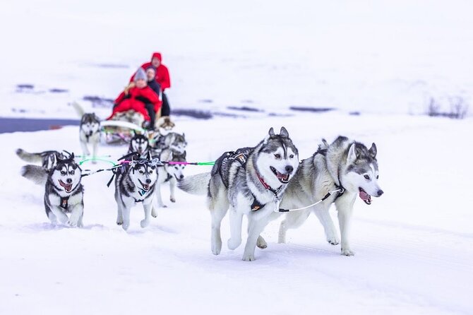 Dog Sledding Tour near Akureyri - Pickup, timing, and weather planning