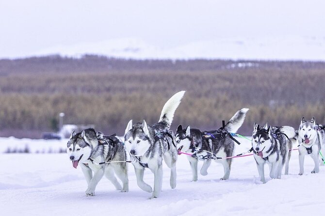 Dog Sledding Tour near Akureyri - How this compares with a standard sightseeing stop