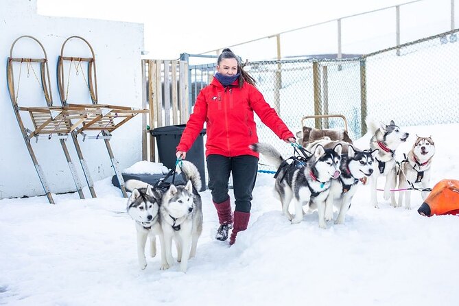 Dog Sledding Tour near Akureyri - A two-hour ride through woodland and fjord country
