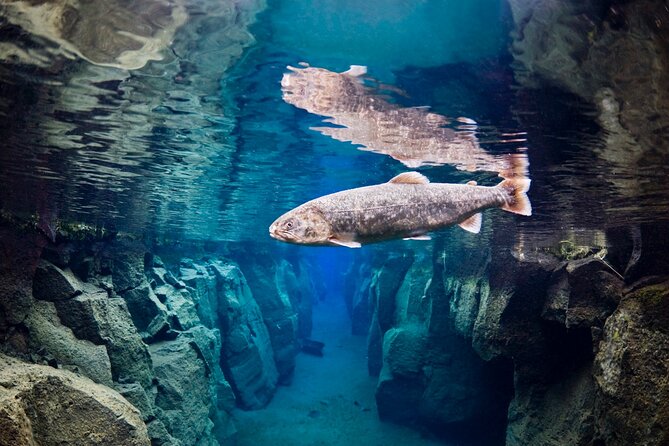 Double Snorkeling Adventure near Húsavík in North Iceland - Snorkeling through the clear Nesgjá fissure