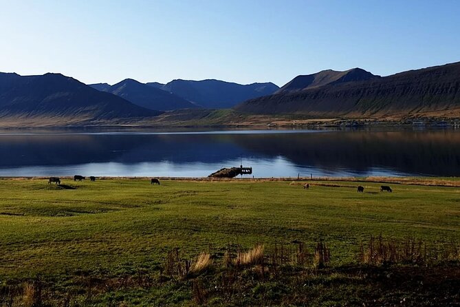 Dynjandi Waterfall & Iceland Farm Visit Tour - Should you book the Dynjandi and farm tour?