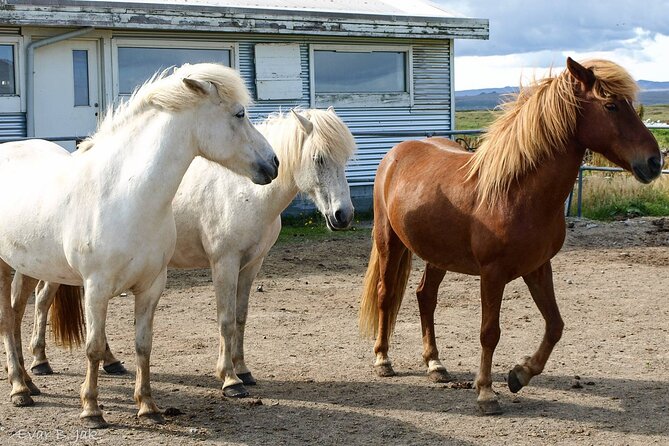 Experience Countryside of Iceland by Horseback Riding - The three-hour route through Icelandic countryside