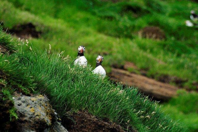 Eyjascooter Puffin Tour in Iceland - Starting at Skildingavegur 16