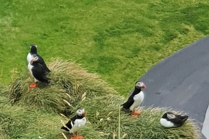Eyjascooter Puffin Tour in Iceland - Riding through Heimaey’s open views
