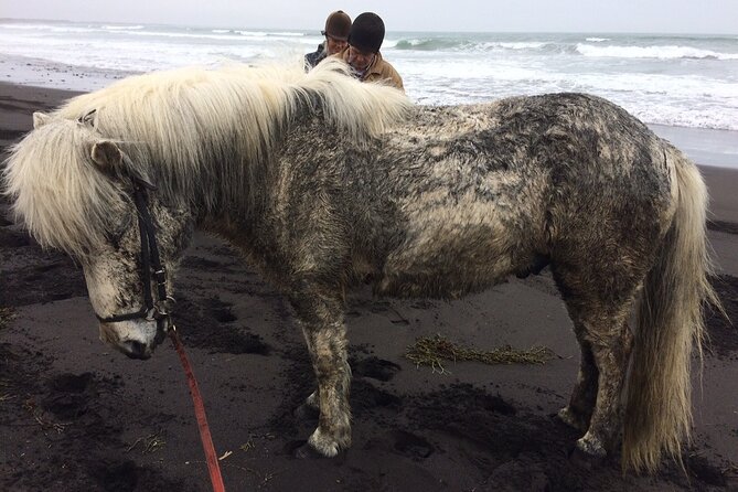 Family Horse Riding Tour in Thorlakshofn - Weather, Clothing, and Comfort