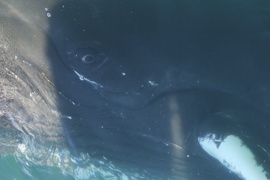 From Dalvik: Arctic Whale Watching in Northern Iceland - Is $94 a fair price?