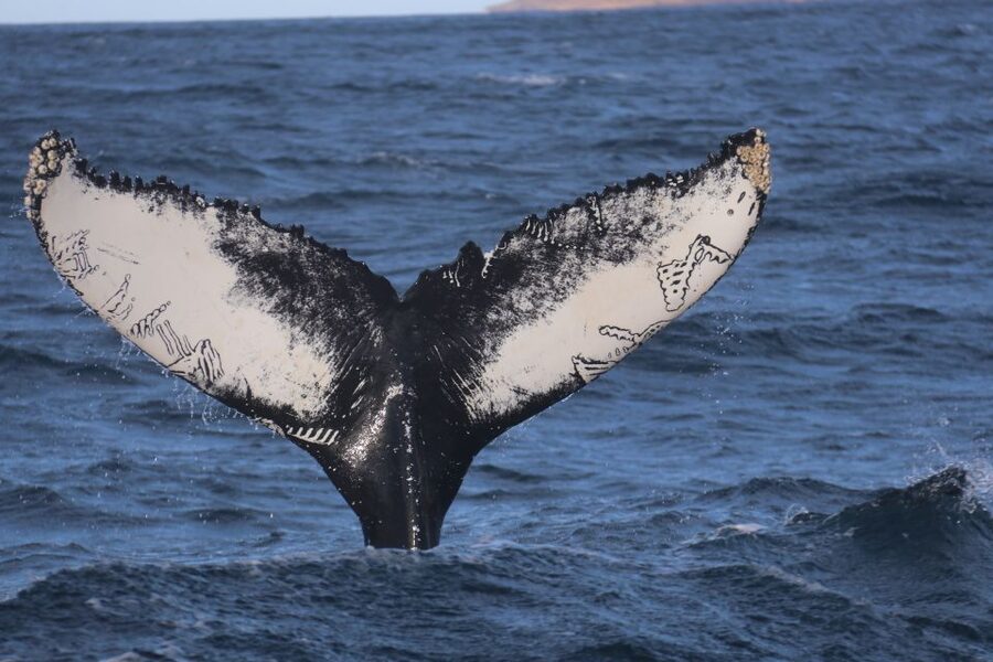 From Dalvik: Arctic Whale Watching in Northern Iceland - Setting out from Dalvík into Eyjafjörður