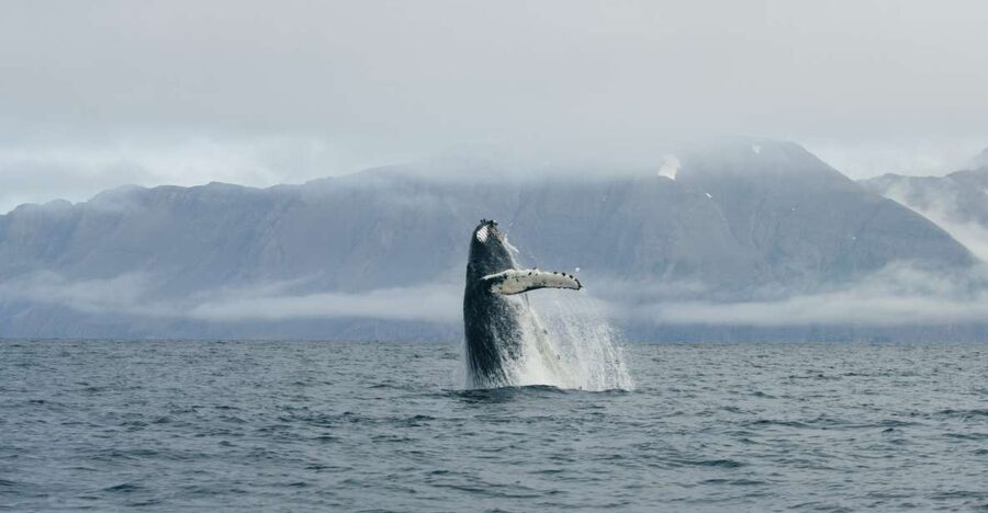 From Dalvik: Arctic Whale Watching in Northern Iceland - The second 45 minutes: the best chance for close wildlife watching