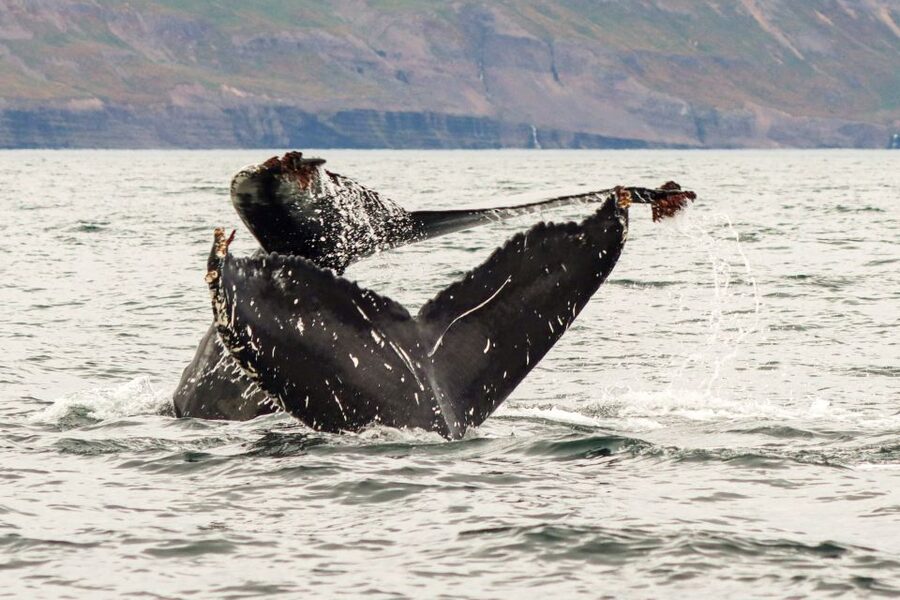 From Dalvik: Arctic Whale Watching in Northern Iceland - The third 45 minutes: patience, repeat sightings, and sea conditions