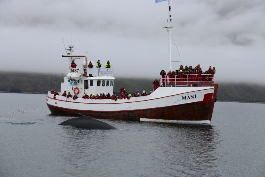 From Dalvik: Arctic Whale Watching in Northern Iceland - The final 15 minutes: hot chocolate and a sweet finish