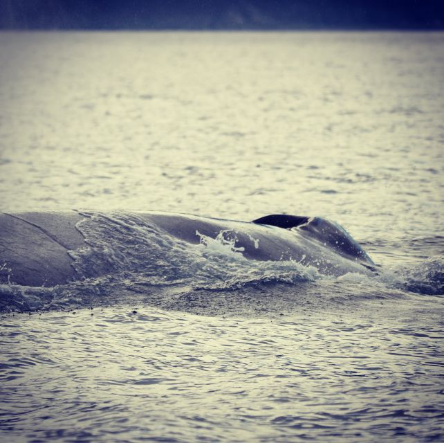 From Dalvik: Arctic Whale Watching in Northern Iceland - Which whales and dolphins might you see?