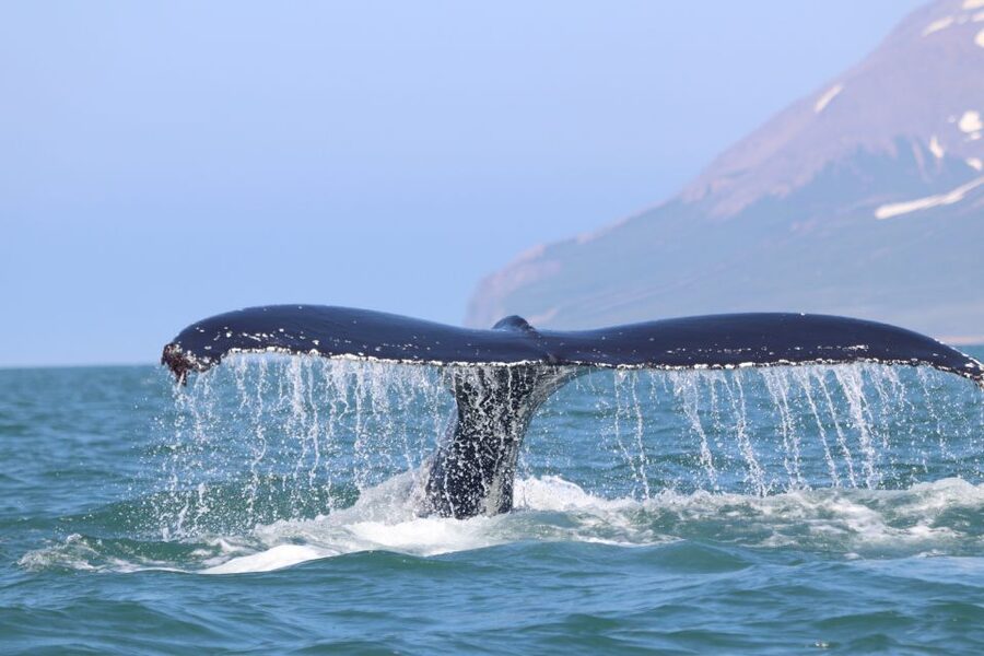From Dalvik: Arctic Whale Watching in Northern Iceland - The guide and captain make the difference
