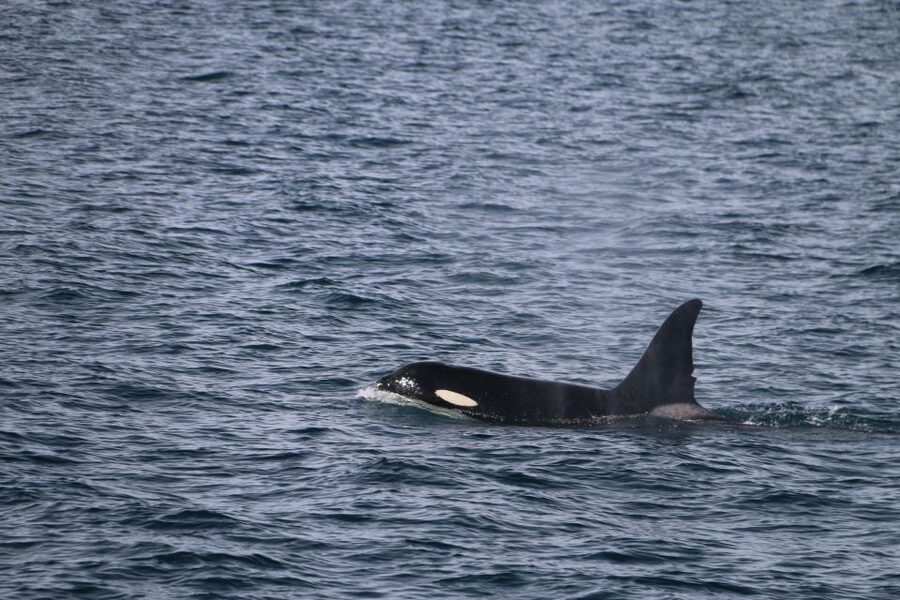 From Dalvik: Arctic Whale Watching in Northern Iceland - The boat, warmth, and comfort level