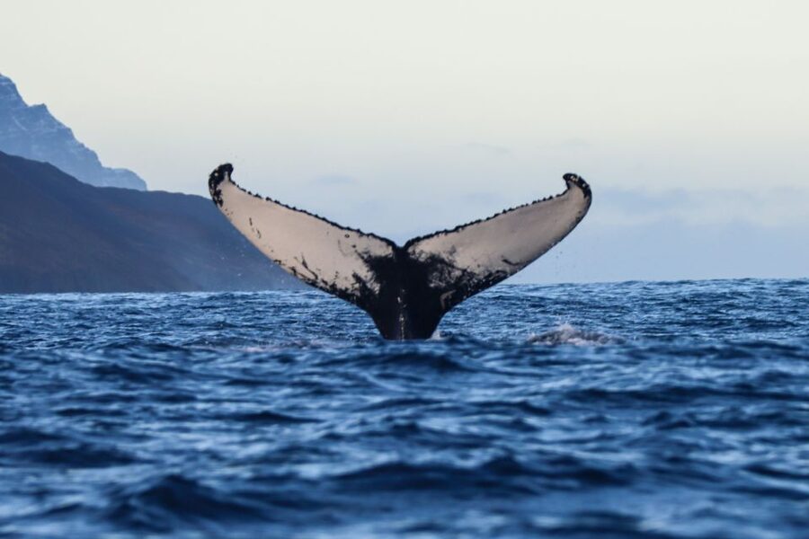 From Dalvik: Arctic Whale Watching in Northern Iceland - The first 45 minutes: mountain views and open water