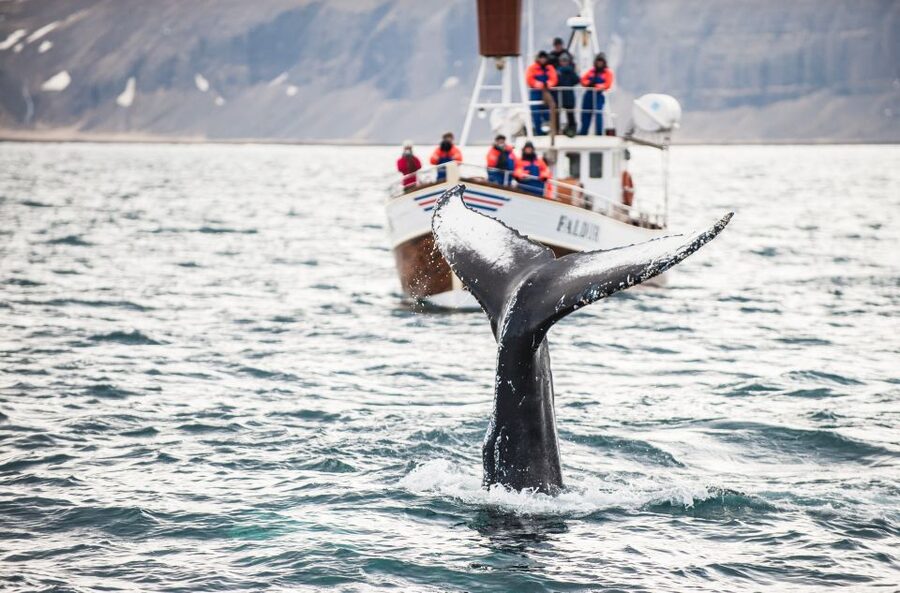From Reykjavík: 4, 5, 6 or 7-Day Small-Group Ring Road Tour - Day seven: the Golden Circle and an optional Blue Lagoon stop
