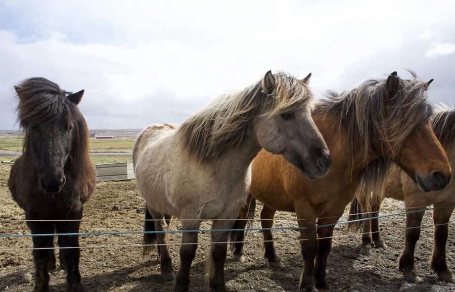 From Reykjavik: 6-Day Icelandic Ring Road Tour - Day 2: Vík, glaciers, and ice on black sand