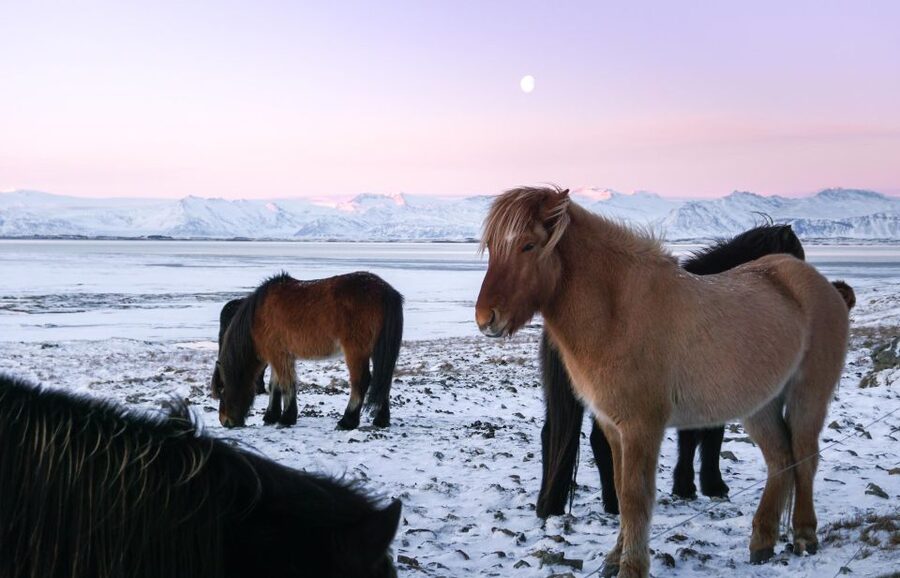 From Reykjavik: 6-Day Icelandic Ring Road Tour - The guide and minivan make a real difference