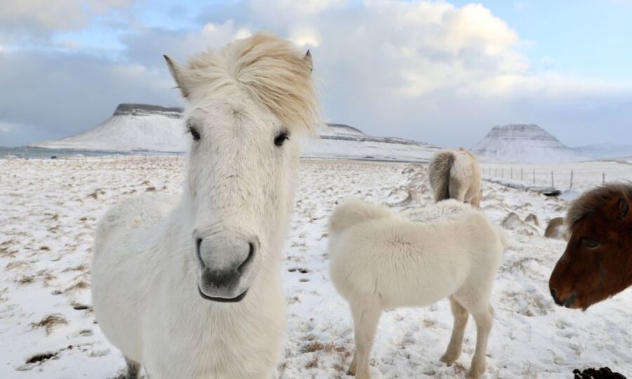 From Reykjavík: Full-day Golden Circle & Horse Riding Tour - Key details before you book