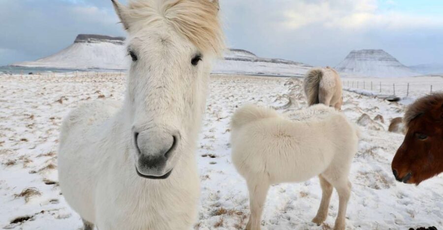 From Reykjavík: Full-day Golden Circle & Horse Riding Tour - Why this combination works