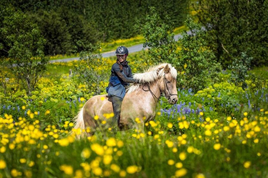From Reykjavik: Full-Day Horse Riding & Golden Circle Tour - Two hours at Laxnes Horse Farm