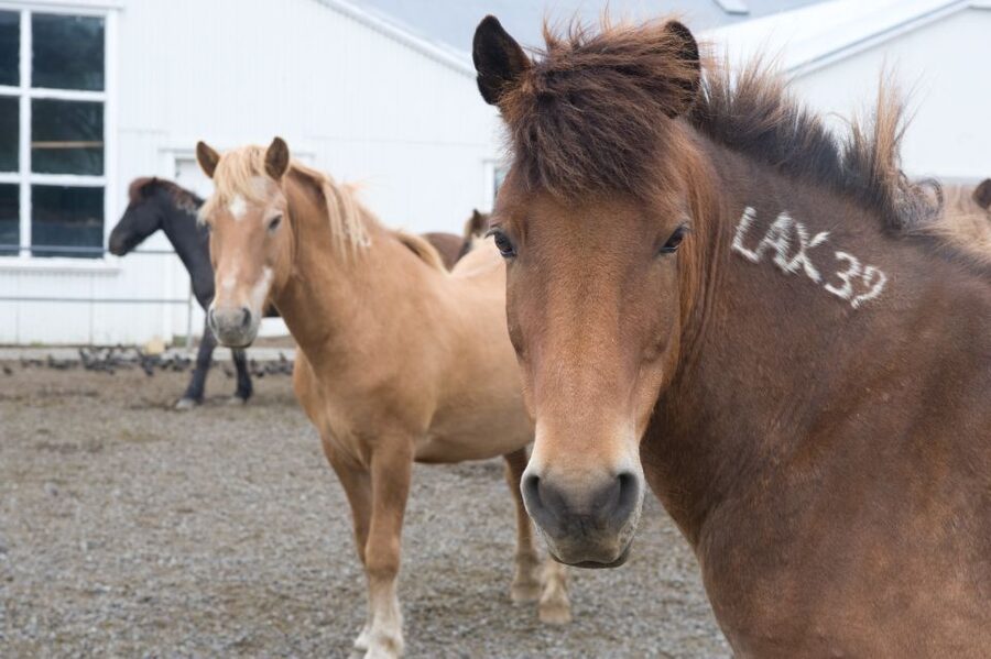 From Reykjavik: Full-Day Horse Riding & Golden Circle Tour - Price, timing, and overall value