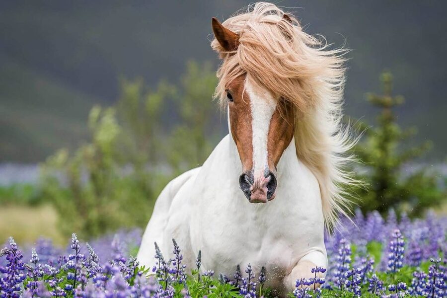 From Reykjavik: Full-Day Horse Riding & Golden Circle Tour - The early pickup from Reykjavík