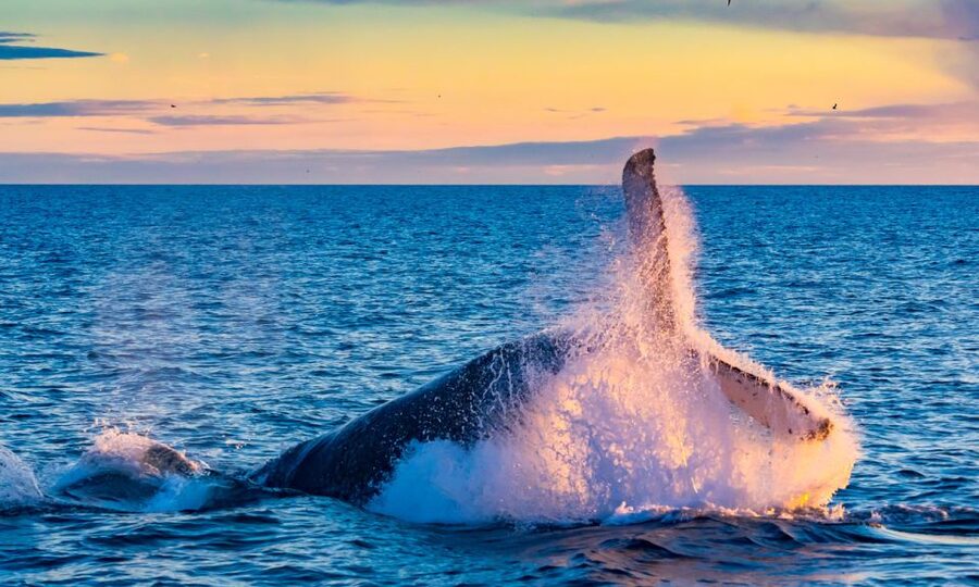From Reykjavik: Full Day Whale Watching & Golden Circle Tour - The coach portion and the pace of the day